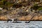 A withered tree limb in the middle of a gulf in a Norwegian fjord