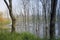 Withered trees without any leaves standing on the flooded pool(Jiaxing,China)