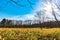 withered trees and footpath in the woodland in sunny day