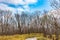 withered trees and footpath in the woodland in sunny day