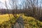 withered trees and footpath in the woodland in sunny day