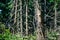 Withered trees in the forest on sunny day, close-up