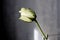 Withered white rose on a gray background