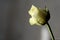 Withered white rose on a gray background