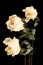 Withered white roses