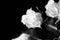 Withered white roses on a dark background, black and white