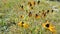 Withered yellow wildflowers of Rudbeckia hirta, sway in the wind in a field among the grass.