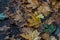 Withered yellowed maple leaves on the footpath. Autumn landscape