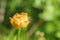 Withering blossom of Trollius europaeus, the globe flower