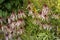 Withering  Bush Echinacea purpurea