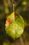 A withering colorful autumn leaf hanging from a branch