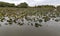 Withering field of Lotus on lake Carter Iowa in early fall