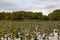 Withering field of Lotus plant on lake Carter Iowa in early fall