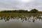 Withering field of Lotus plants on lake Carter Iowa in early fall