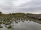 Withering field of Lotus plantt on lake Carter Iowa