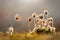 Withering greater pasque flowers in the late afternoon light.