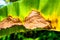 Withering green banana leaf with yellow and brown color rim.