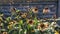 Withering Jerusalem artichoke or helianthus tuberosus flowers among green leaves in flower bed or in botanical garden