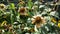 Withering Jerusalem artichoke or helianthus tuberosus flowers among green leaves in flower bed or in botanical garden