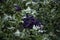 Withering petunia flowers are covered with hoarfrost