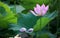 A withering pink lotus flower with its petals fallen on a green leaf