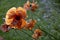 Withering red poppies in a field