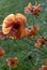 Withering red poppies in a field