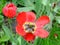 Withering tulip. A flower of a withering red tulip in a flowerbed