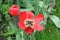 Withering tulip. A flower of a withering red tulip in a flowerbed