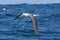 Witkapalbatros, Shy Albatross, Thalassarche cauta