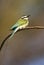 Witkeelbijeneter, White-throated Bee-eater, Merops albicollis