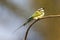 Witkeelbijeneter, White-throated Bee-eater, Merops albicollis