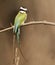 Witkeelbijeneter, White-throated Bee-eater, Merops albicollis