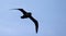 Witkinstormvogel, White-chinned Petrel, Procellaria aequinoctial