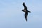 Witkinstormvogel, White-chinned Petrel, Procellaria aequinoctialis