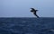 Witkinstormvogel, White-chinned Petrel, Procellaria aequinoctialis