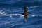 Witkinstormvogel, White-chinned Petrel, Procellaria aequinoctialis