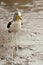 Witkruinkievit, White-headed Lapwing, Vanellus albiceps