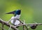 Witnekkolibrie, White-necked Jacobin, Florisuga mellivora