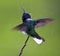 Witnekkolibrie, White-necked Jacobin, Florisuga mellivora