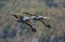 Witnekkraanvogel, White-necked Crane, Grus vipio