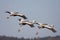 Witnekkraanvogel, White-necked Crane, Grus vipio