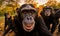 Witness the beauty and personality of chimpanzee through an enchanting photography selfie. Creating using generative AI tools