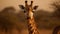 Witness the captivating charm of a giraffe at sunset, its slender frame illuminated by the warm glow
