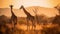 Witness the enchanting spectacle of two giraffes in the golden light