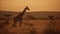 Witness the majestic presence of a giraffe against the backdrop of the African savannah