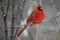 Witness a stunning moment as a bright red male cardinal graces a snow-covered tree in the serene beauty of winter.