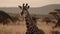 Witness the tranquil beauty of a giraffe at sunset, its silhouette bathed in warm hues, a serene moment that encapsulates the