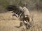 Witruggier, African White-backed Vulture, Gyps africanus