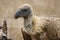 Witruggier, African White-backed Vulture, Gyps africanus